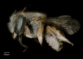   Anthidium palmarum nbsp;female lateral habitus, photo: Jeni Sidwell 
